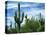 Saguaro cacti, Saguaro National Park, Arizona, USA-Charles Gurche-Stretched Canvas