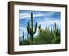 Saguaro cacti, Saguaro National Park, Arizona, USA-Charles Gurche-Framed Photographic Print