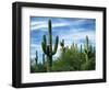 Saguaro cacti, Saguaro National Park, Arizona, USA-Charles Gurche-Framed Photographic Print