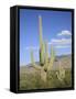 Saguaro Cacti, Saguaro National Park, Rincon Mountain District, Tucson, Arizona-Wendy Connett-Framed Stretched Canvas