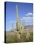 Saguaro Cacti, Saguaro National Park, Rincon Mountain District, Tucson, Arizona-Wendy Connett-Stretched Canvas