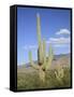 Saguaro Cacti, Saguaro National Park, Rincon Mountain District, Tucson, Arizona-Wendy Connett-Framed Stretched Canvas