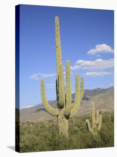 Saguaro Cacti, Saguaro National Park, Rincon Mountain District, Tucson, Arizona-Wendy Connett-Stretched Canvas