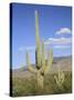 Saguaro Cacti, Saguaro National Park, Rincon Mountain District, Tucson, Arizona-Wendy Connett-Stretched Canvas
