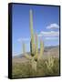 Saguaro Cacti, Saguaro National Park, Rincon Mountain District, Tucson, Arizona-Wendy Connett-Framed Stretched Canvas