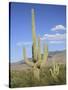Saguaro Cacti, Saguaro National Park, Rincon Mountain District, Tucson, Arizona-Wendy Connett-Stretched Canvas