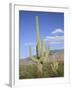 Saguaro Cacti, Saguaro National Park, Rincon Mountain District, Tucson, Arizona-Wendy Connett-Framed Photographic Print