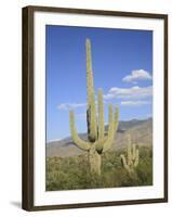 Saguaro Cacti, Saguaro National Park, Rincon Mountain District, Tucson, Arizona-Wendy Connett-Framed Photographic Print