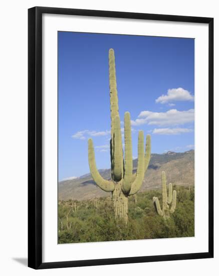 Saguaro Cacti, Saguaro National Park, Rincon Mountain District, Tucson, Arizona-Wendy Connett-Framed Photographic Print