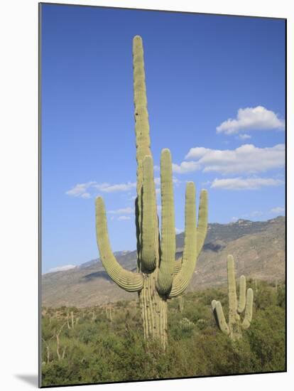Saguaro Cacti, Saguaro National Park, Rincon Mountain District, Tucson, Arizona-Wendy Connett-Mounted Photographic Print