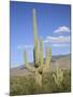 Saguaro Cacti, Saguaro National Park, Rincon Mountain District, Tucson, Arizona-Wendy Connett-Mounted Photographic Print