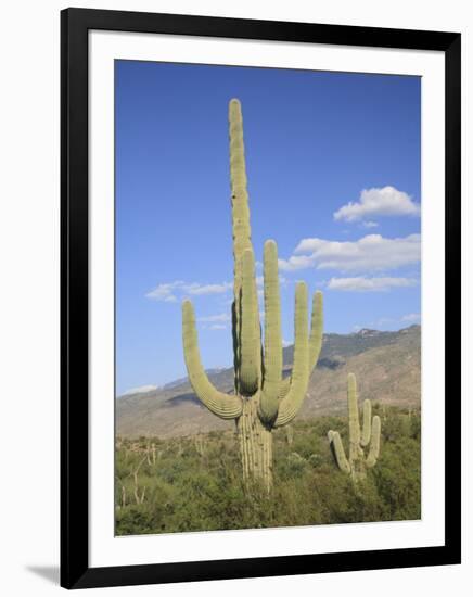 Saguaro Cacti, Saguaro National Park, Rincon Mountain District, Tucson, Arizona-Wendy Connett-Framed Photographic Print