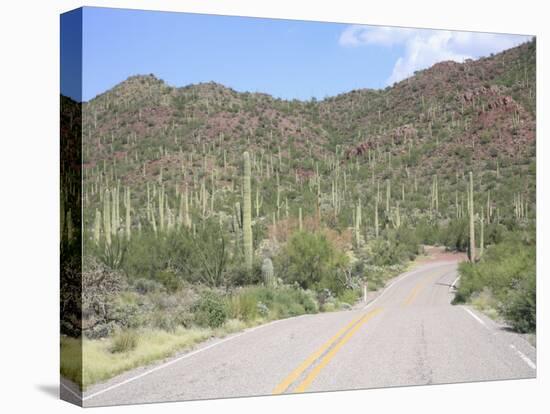 Saguaro Cacti, Saguaro National Park, Tuscon Mountain District West Unit, Tucson, Arizona-Wendy Connett-Stretched Canvas