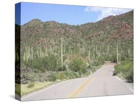 Saguaro Cacti, Saguaro National Park, Tuscon Mountain District West Unit, Tucson, Arizona-Wendy Connett-Stretched Canvas