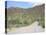 Saguaro Cacti, Saguaro National Park, Tuscon Mountain District West Unit, Tucson, Arizona-Wendy Connett-Stretched Canvas