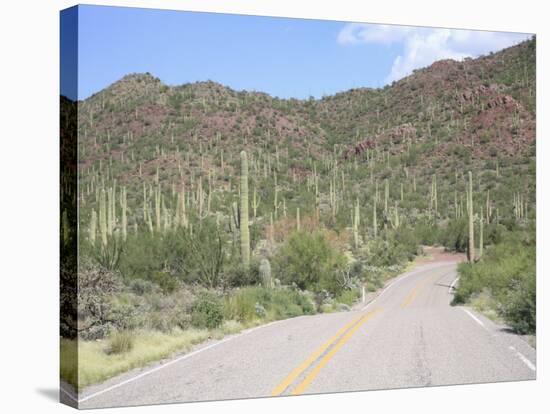 Saguaro Cacti, Saguaro National Park, Tuscon Mountain District West Unit, Tucson, Arizona-Wendy Connett-Stretched Canvas