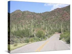 Saguaro Cacti, Saguaro National Park, Tuscon Mountain District West Unit, Tucson, Arizona-Wendy Connett-Stretched Canvas