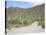 Saguaro Cacti, Saguaro National Park, Tuscon Mountain District West Unit, Tucson, Arizona-Wendy Connett-Stretched Canvas