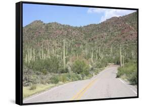 Saguaro Cacti, Saguaro National Park, Tuscon Mountain District West Unit, Tucson, Arizona-Wendy Connett-Framed Stretched Canvas