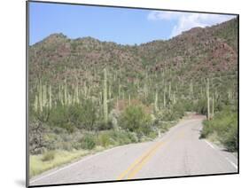 Saguaro Cacti, Saguaro National Park, Tuscon Mountain District West Unit, Tucson, Arizona-Wendy Connett-Mounted Photographic Print