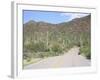 Saguaro Cacti, Saguaro National Park, Tuscon Mountain District West Unit, Tucson, Arizona-Wendy Connett-Framed Photographic Print