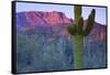 Saguaro Cacti with Red Mesa and Sky Beyond-Timothy Hearsum-Framed Stretched Canvas