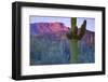 Saguaro Cacti with Red Mesa and Sky Beyond-Timothy Hearsum-Framed Photographic Print