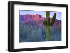 Saguaro Cacti with Red Mesa and Sky Beyond-Timothy Hearsum-Framed Photographic Print