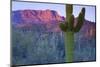 Saguaro Cacti with Red Mesa and Sky Beyond-Timothy Hearsum-Mounted Photographic Print