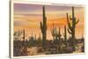 Saguaro Cacti-null-Stretched Canvas