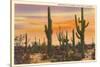 Saguaro Cacti-null-Stretched Canvas