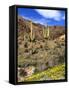 Saguaro Cactus, Ajo, Arizona, USA-Peter Hawkins-Framed Stretched Canvas