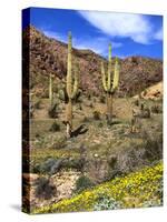 Saguaro Cactus, Ajo, Arizona, USA-Peter Hawkins-Stretched Canvas