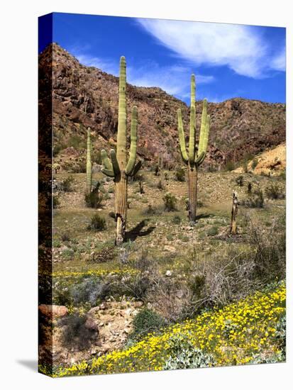 Saguaro Cactus, Ajo, Arizona, USA-Peter Hawkins-Stretched Canvas