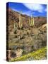 Saguaro Cactus, Ajo, Arizona, USA-Peter Hawkins-Stretched Canvas