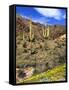 Saguaro Cactus, Ajo, Arizona, USA-Peter Hawkins-Framed Stretched Canvas