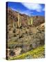 Saguaro Cactus, Ajo, Arizona, USA-Peter Hawkins-Stretched Canvas