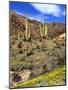 Saguaro Cactus, Ajo, Arizona, USA-Peter Hawkins-Mounted Photographic Print