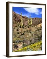 Saguaro Cactus, Ajo, Arizona, USA-Peter Hawkins-Framed Photographic Print