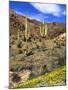 Saguaro Cactus, Ajo, Arizona, USA-Peter Hawkins-Mounted Photographic Print