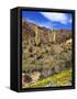 Saguaro Cactus, Ajo, Arizona, USA-Peter Hawkins-Framed Stretched Canvas