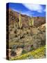 Saguaro Cactus, Ajo, Arizona, USA-Peter Hawkins-Stretched Canvas