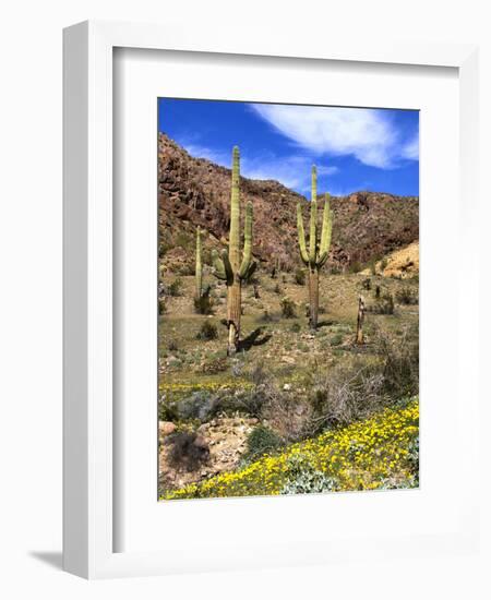 Saguaro Cactus, Ajo, Arizona, USA-Peter Hawkins-Framed Photographic Print