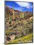Saguaro Cactus, Ajo, Arizona, USA-Peter Hawkins-Mounted Photographic Print