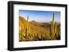 Saguaro Cactus along the Hugh Norris Trail in Saguaro National Park in Tucson, Arizona, USA-Chuck Haney-Framed Photographic Print