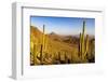 Saguaro Cactus along the Hugh Norris Trail in Saguaro National Park in Tucson, Arizona, USA-Chuck Haney-Framed Photographic Print