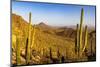 Saguaro Cactus along the Hugh Norris Trail in Saguaro National Park in Tucson, Arizona, USA-Chuck Haney-Mounted Photographic Print