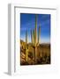 Saguaro Cactus along the Hugh Norris Trail in Saguaro National Park in Tucson, Arizona, USA-Chuck Haney-Framed Photographic Print