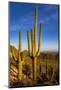 Saguaro Cactus along the Hugh Norris Trail in Saguaro National Park in Tucson, Arizona, USA-Chuck Haney-Mounted Photographic Print