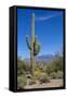 Saguaro Cactus and Flowers-desertsolitaire-Framed Stretched Canvas